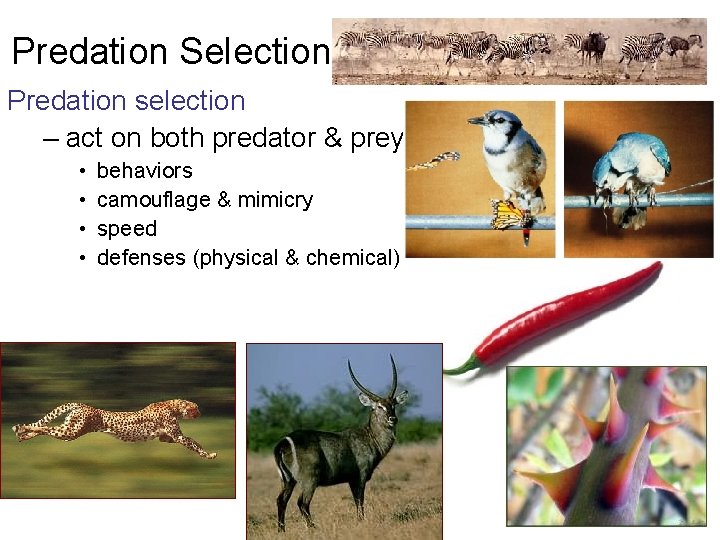 Predation Selection Predation selection – act on both predator & prey • • behaviors