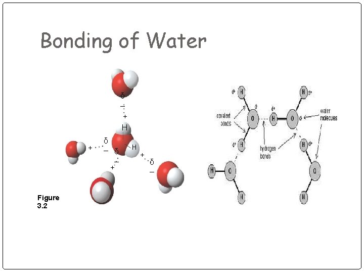 Bonding of Water δ – + H + Figure 3. 2 δ – +