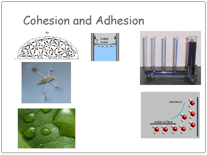Cohesion and Adhesion 