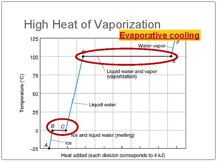 High Heat of Vaporization Evaporative cooling Organisms rely on heat of vaporization to remove