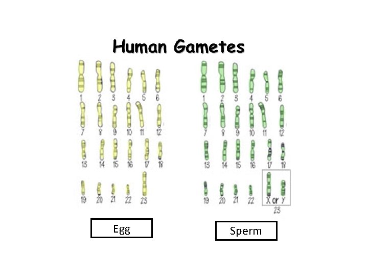 Gamete Table Ch 6 Sexual Reproduction c Mc Graw Hill