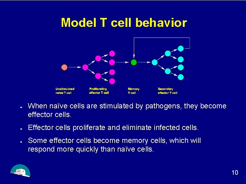 Model T cell behavior ● ● ● When naïve cells are stimulated by pathogens,