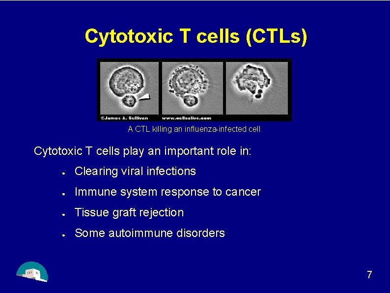 Cytotoxic T cells (CTLs) A CTL killing an influenza-infected cell Cytotoxic T cells play