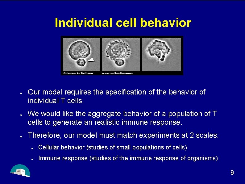 Individual cell behavior ● ● ● Our model requires the specification of the behavior