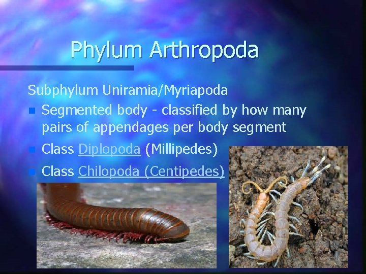 Phylum Arthropoda Subphylum Uniramia/Myriapoda n Segmented body - classified by how many pairs of