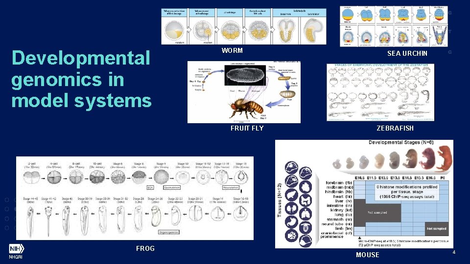 Developmental genomics in model systems WORM FRUIT FLY FROG SEA URCHIN ZEBRAFISH MOUSE 4