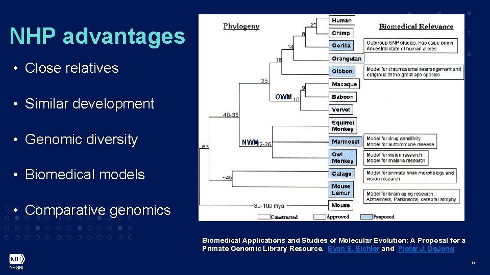 NHP advantages • Close relatives OWM • Similar development • Genomic diversity NWM •