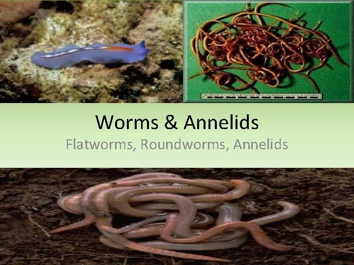 Worms & Annelids Flatworms, Roundworms, Annelids 