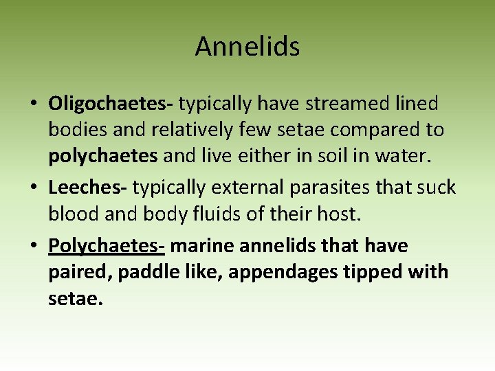 Annelids • Oligochaetes- typically have streamed lined bodies and relatively few setae compared to