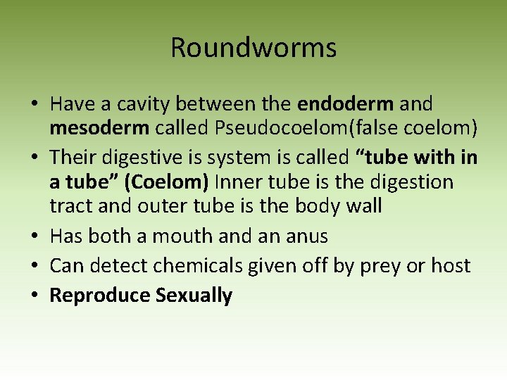 Roundworms • Have a cavity between the endoderm and mesoderm called Pseudocoelom(false coelom) •