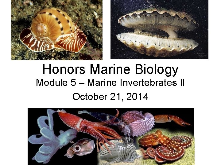 Honors Marine Biology Module 5 – Marine Invertebrates II October 21, 2014 