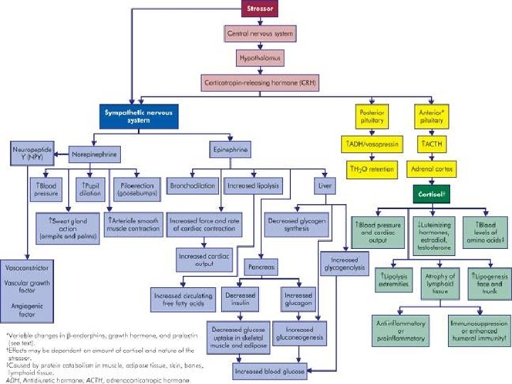 Neuroendocrine Regulation 