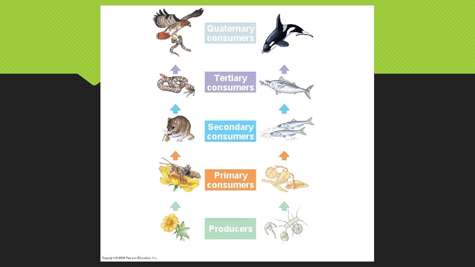 Trophic level Hawk Quaternary consumers Killer whale Snake Tertiary consumers Tuna Mouse Secondary consumers