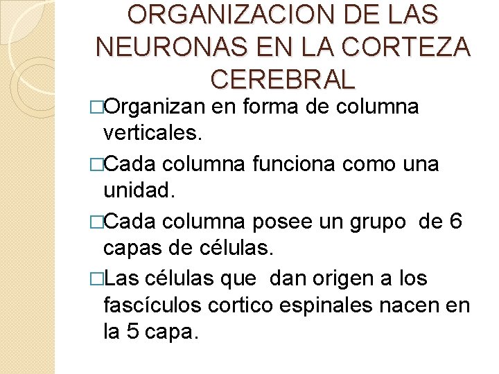 ORGANIZACION DE LAS NEURONAS EN LA CORTEZA CEREBRAL �Organizan en forma de columna verticales.