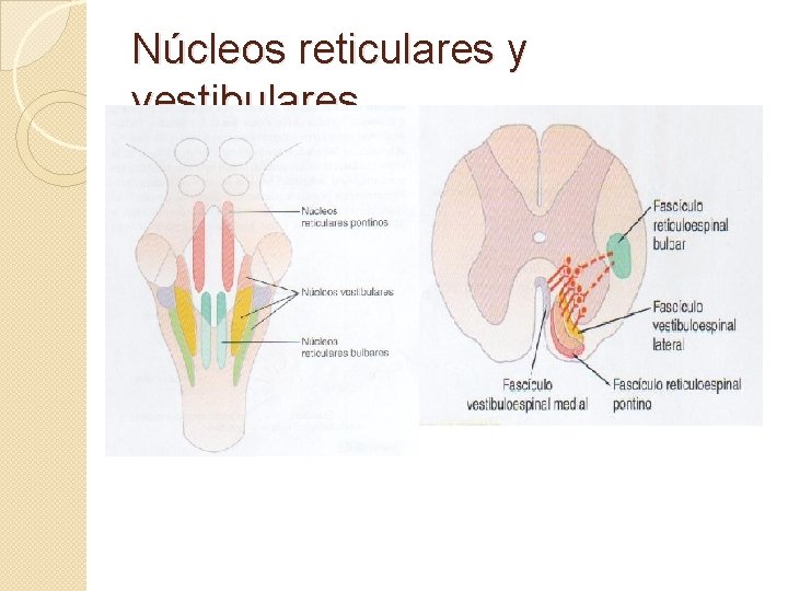 Núcleos reticulares y vestibulares. 