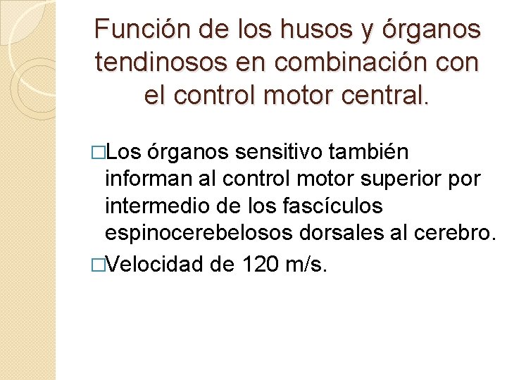 Función de los husos y órganos tendinosos en combinación con el control motor central.