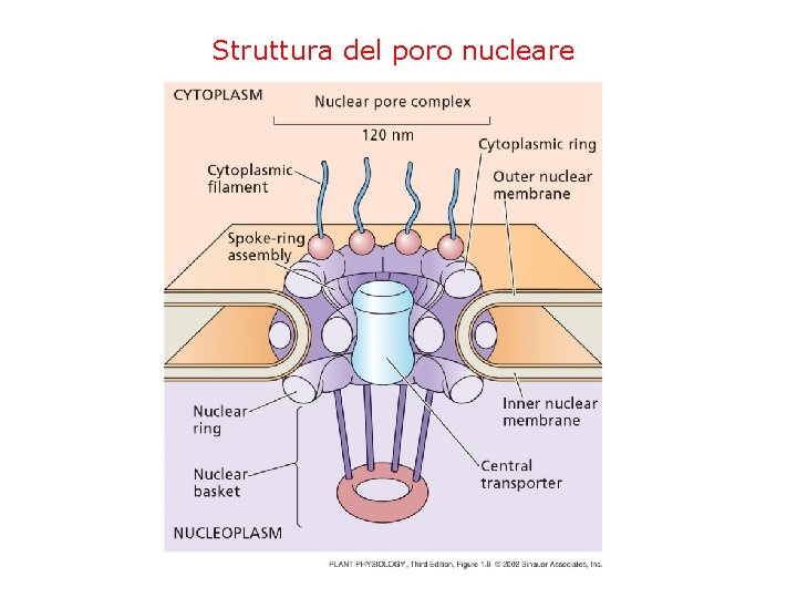 Struttura del poro nucleare 