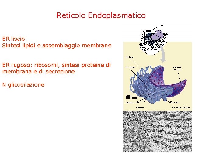 Reticolo Endoplasmatico ER liscio Sintesi lipidi e assemblaggio membrane ER rugoso: ribosomi, sintesi proteine