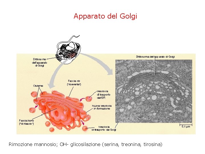 Apparato del Golgi Rimozione mannosio; OH- glicosilazione (serina, treonina, tirosina) 