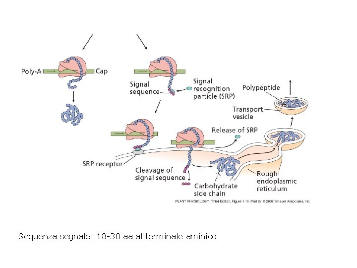 Sequenza segnale: 18 -30 aa al terminale aminico 