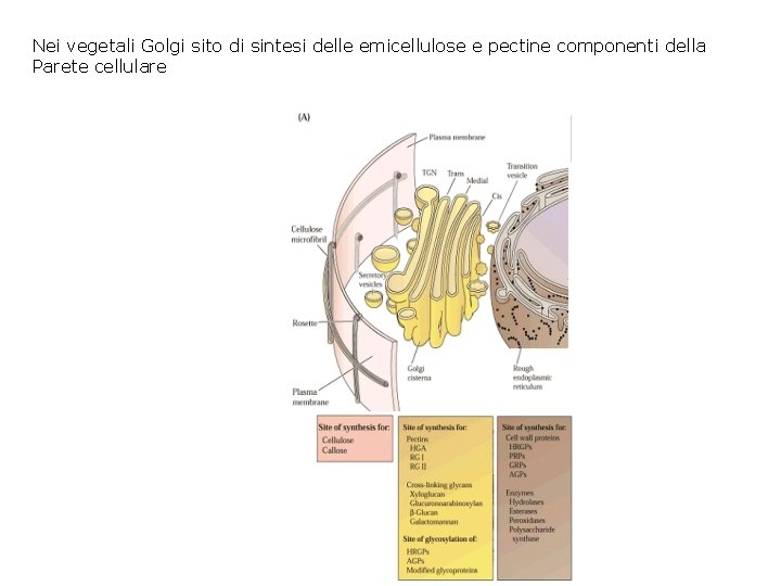 Nei vegetali Golgi sito di sintesi delle emicellulose e pectine componenti della Parete cellulare