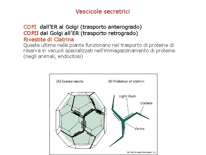 Vescicole secretrici COPI dall’ER al Golgi (trasporto anterogrado) COPII dal Golgi all’ER (trasporto retrogrado)