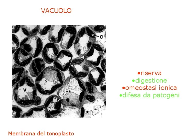 VACUOLO • riserva • digestione • omeostasi ionica • difesa da patogeni Membrana del