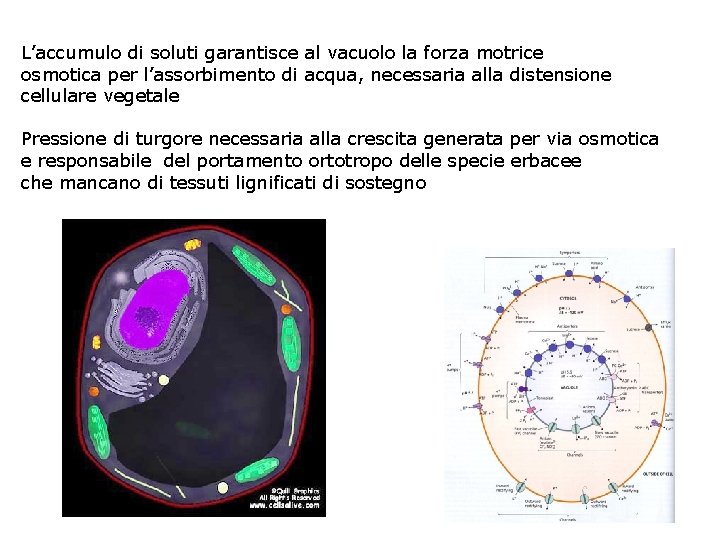 L’accumulo di soluti garantisce al vacuolo la forza motrice osmotica per l’assorbimento di acqua,