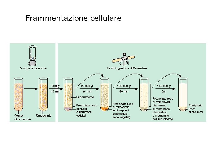 Frammentazione cellulare 