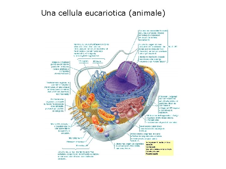 Una cellula eucariotica (animale) 