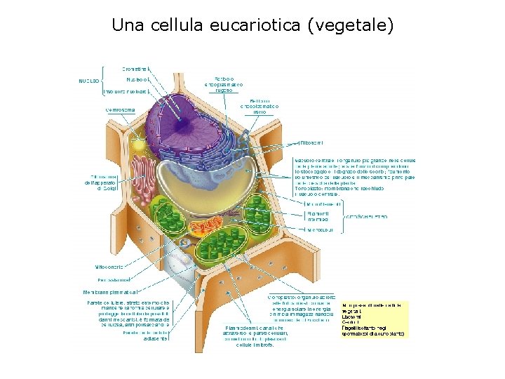 Una cellula eucariotica (vegetale) 