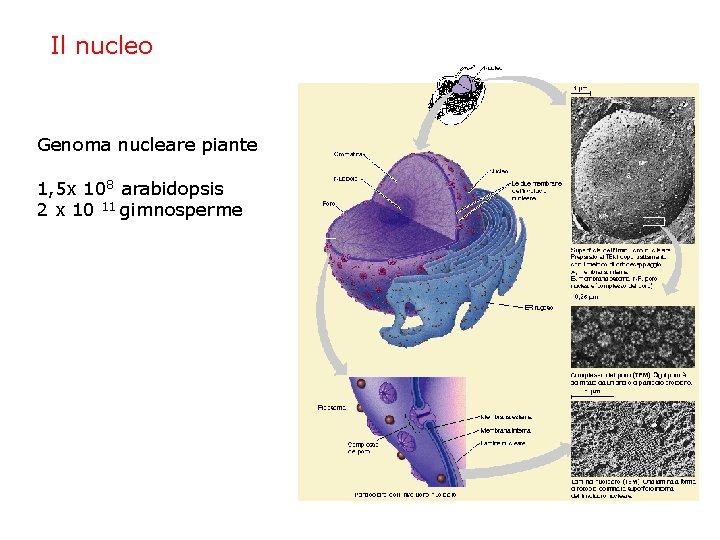 Il nucleo Genoma nucleare piante 1, 5 x 108 arabidopsis 2 x 10 11