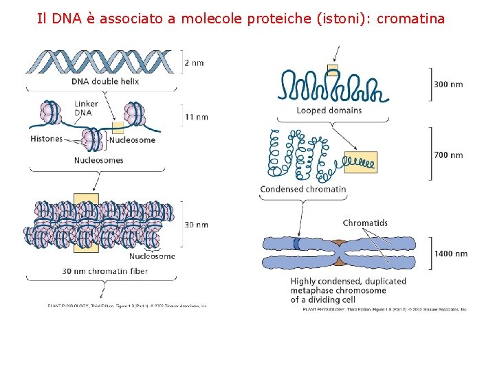 Il DNA è associato a molecole proteiche (istoni): cromatina 