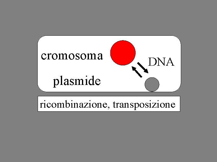 cromosoma DNA plasmide ricombinazione, transposizione 