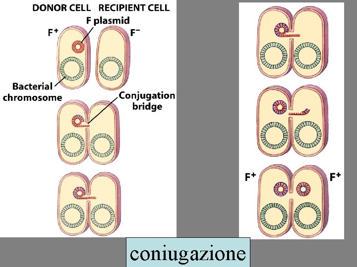 coniugazione 