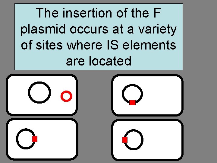 The insertion of the F plasmid occurs at a variety of sites where IS