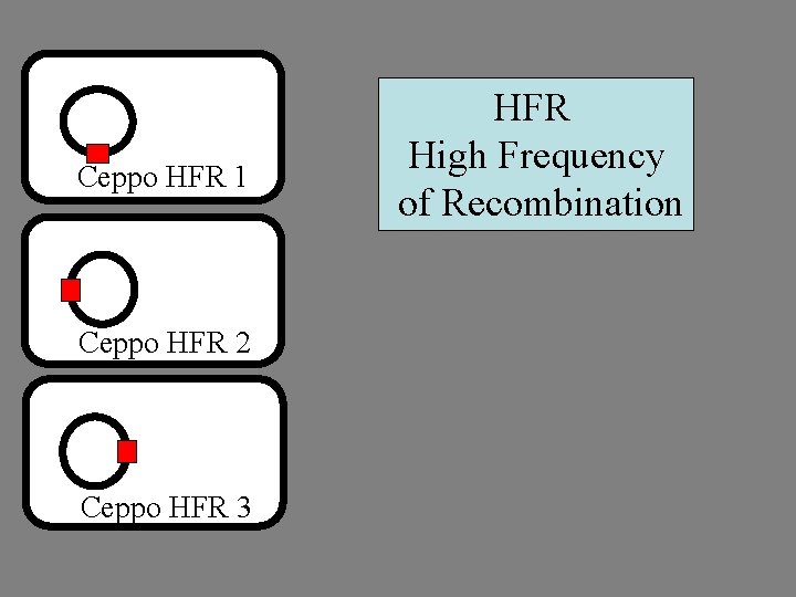 Ceppo HFR 1 Ceppo HFR 2 Ceppo HFR 3 HFR High Frequency of Recombination