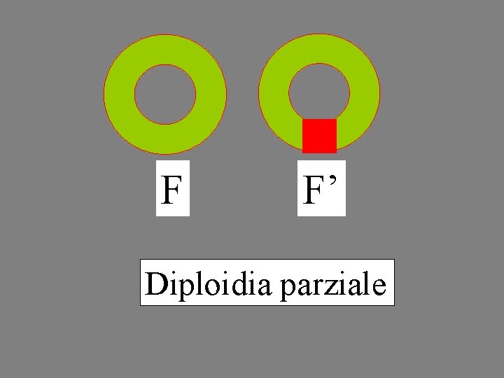 F F’ Diploidia parziale 