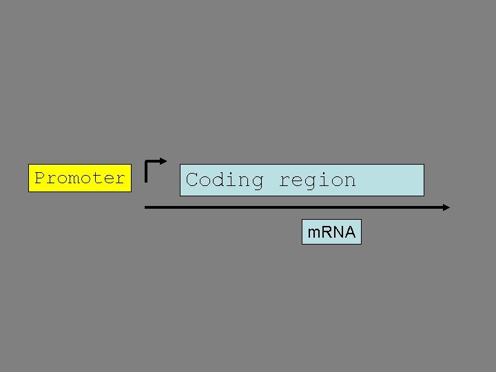Promoter Coding region m. RNA 