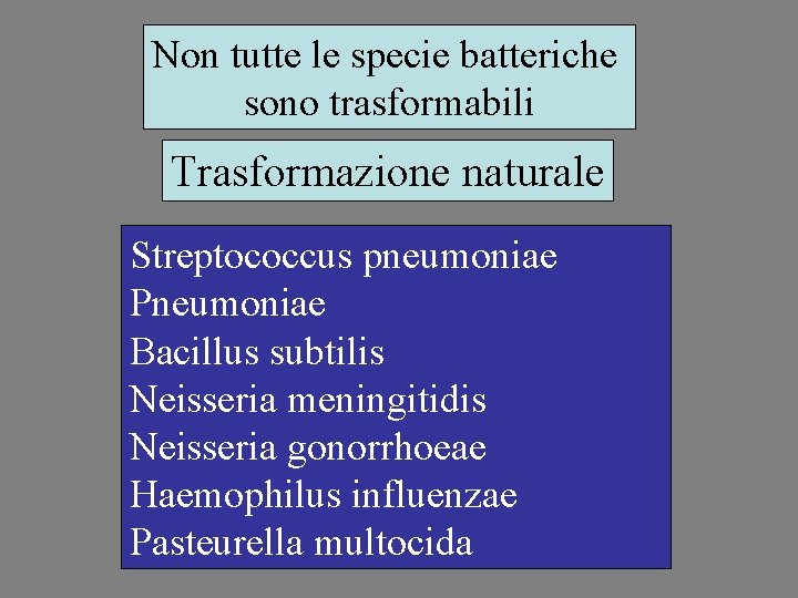 Non tutte le specie batteriche sono trasformabili Trasformazione naturale Streptococcus pneumoniae Pneumoniae Bacillus subtilis