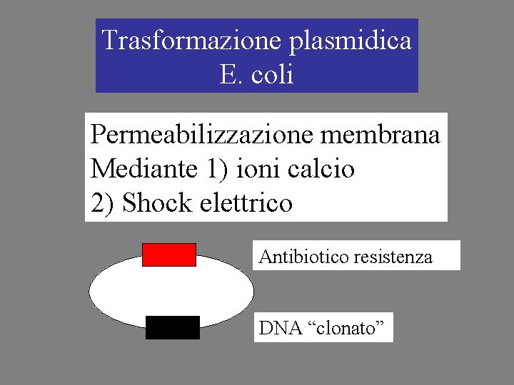 Trasformazione plasmidica E. coli Permeabilizzazione membrana Mediante 1) ioni calcio 2) Shock elettrico Antibiotico