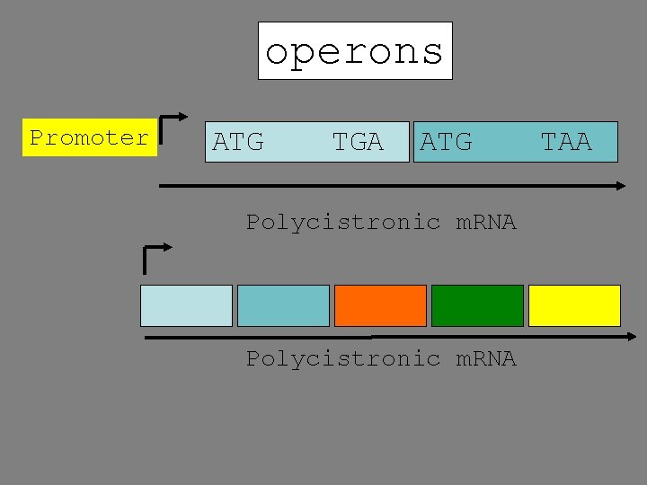 operons Promoter ATG TGA ATG Polycistronic m. RNA TAA 