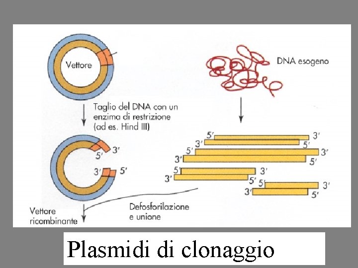 Plasmidi di clonaggio 