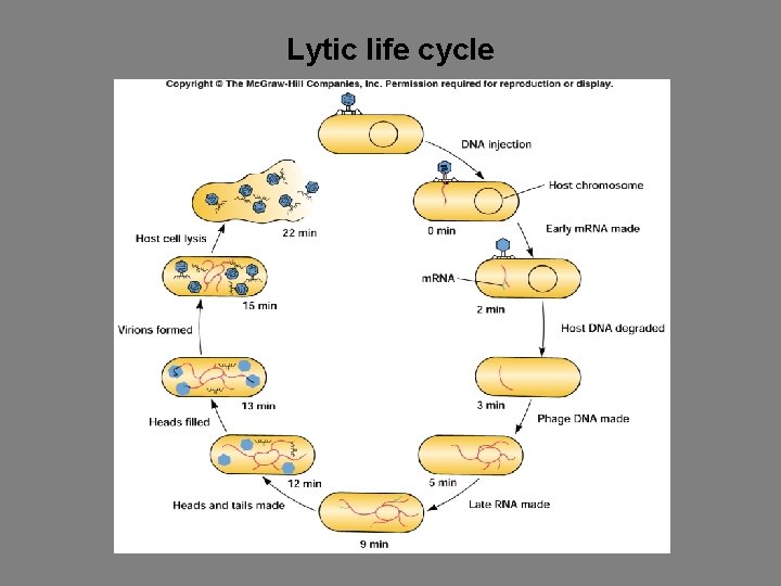 Lytic life cycle 