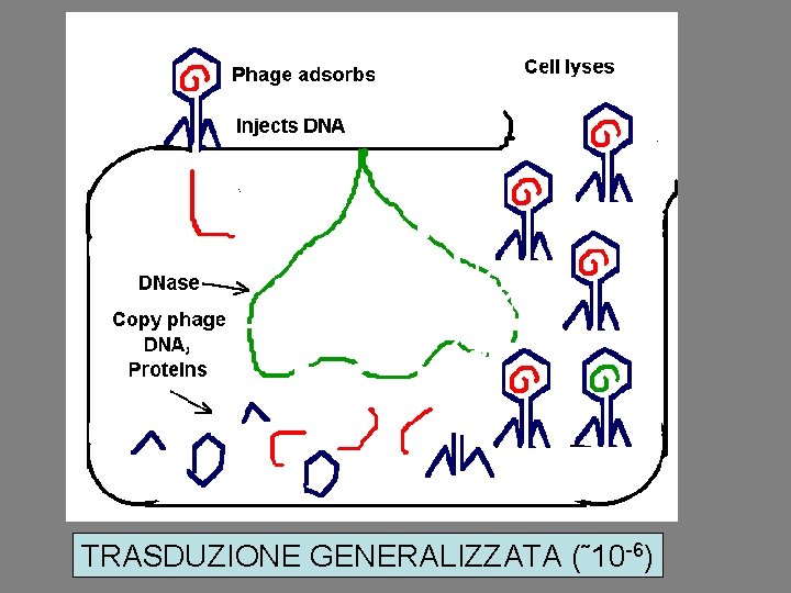 TRASDUZIONE GENERALIZZATA (˜ 10 -6) 