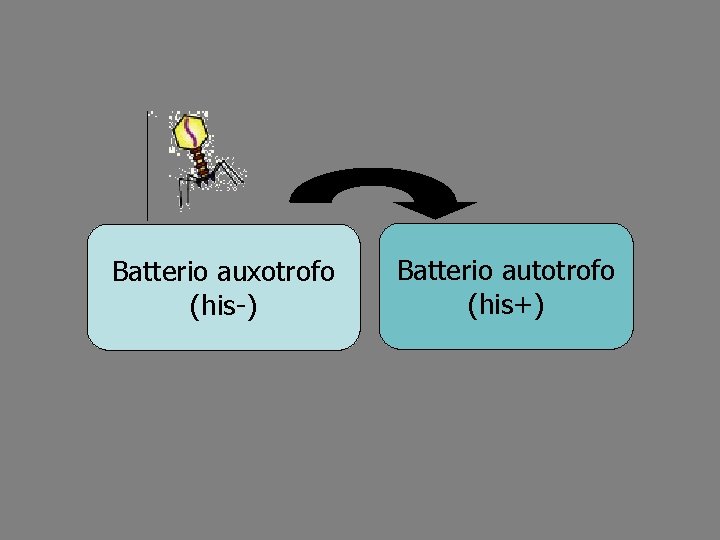 Batterio auxotrofo (his-) Batterio autotrofo (his+) 