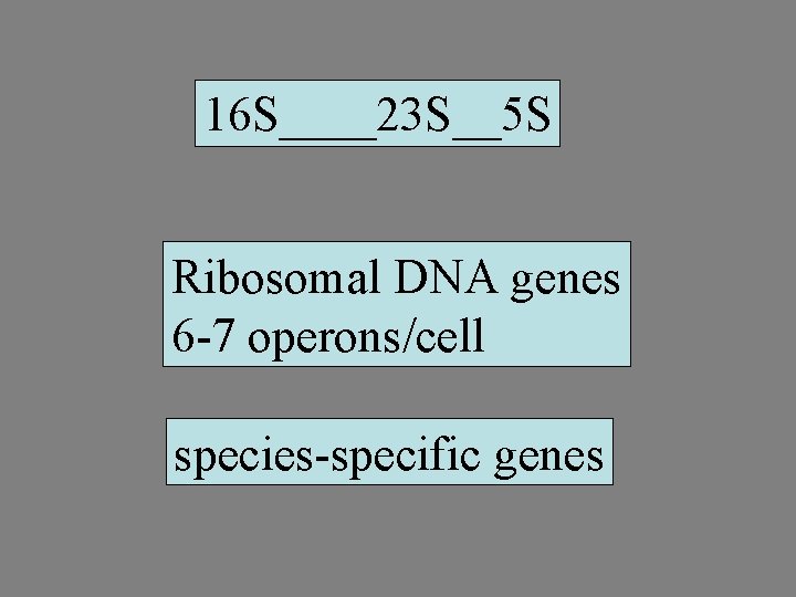 16 S____23 S__5 S Ribosomal DNA genes 6 -7 operons/cell species-specific genes 
