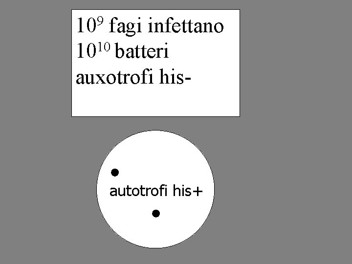 109 fagi infettano 1010 batteri auxotrofi his- autotrofi his+ 