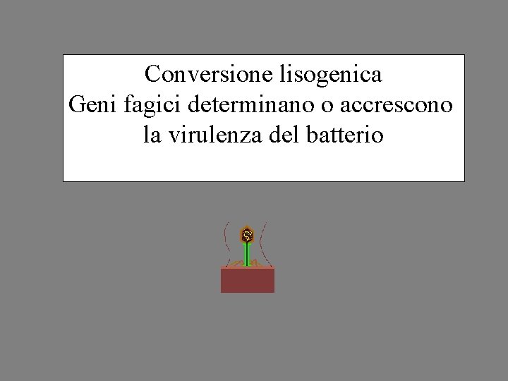 Conversione lisogenica Geni fagici determinano o accrescono la virulenza del batterio 