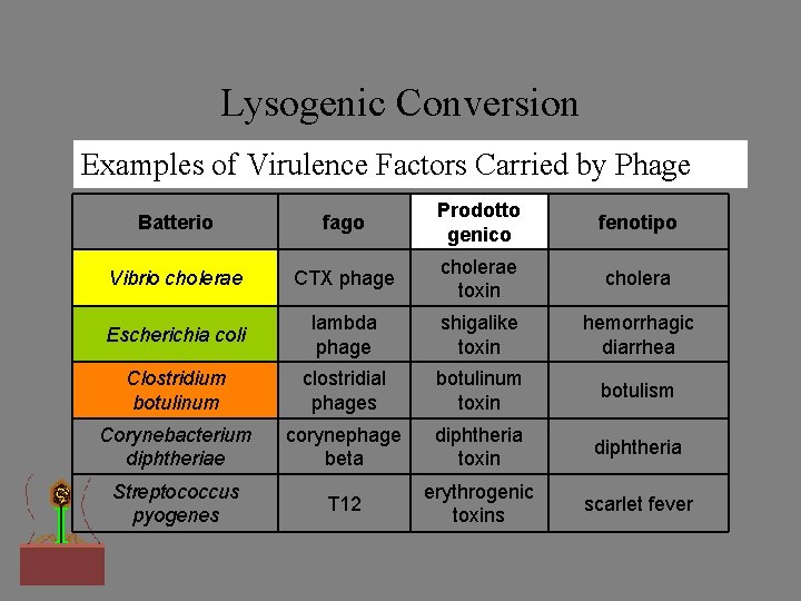 Lysogenic Conversion Examples of Virulence Factors Carried by Phage Batterio fago Prodotto genico fenotipo